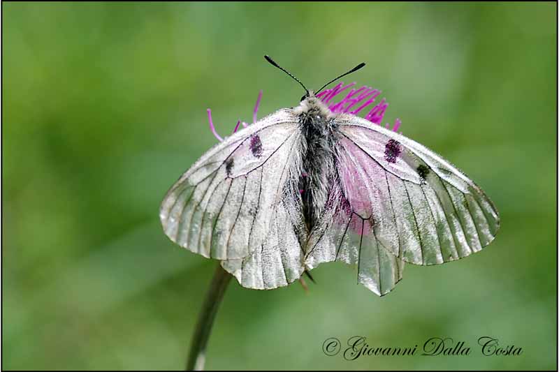 Parnassius mnemosyne